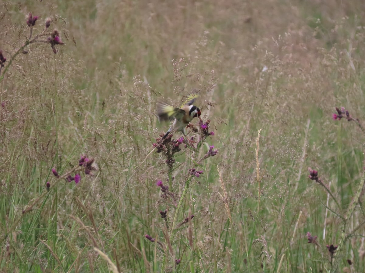 A goldfinch feeding on a marsh thistle head. The Bird is fluttering. More thistles & long grass surround the bird.