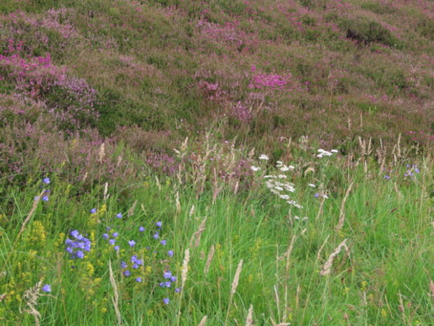 Flora on Kilpatrick muir At the back, common ling & bell heather. Some blaeberry leaves poking through. At the front, yellow bedstraw, harebells, yarrow, willow herb. Grasses with seedheads, Yorkshire fog and others.