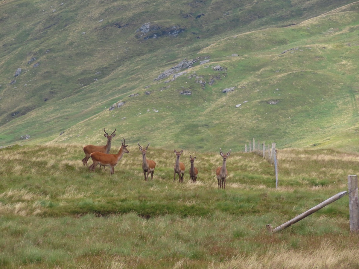 A group of 6 Red Deer, 4 stags in velvet and 2 hinds. 5 out of the 6 are looking at the camera.