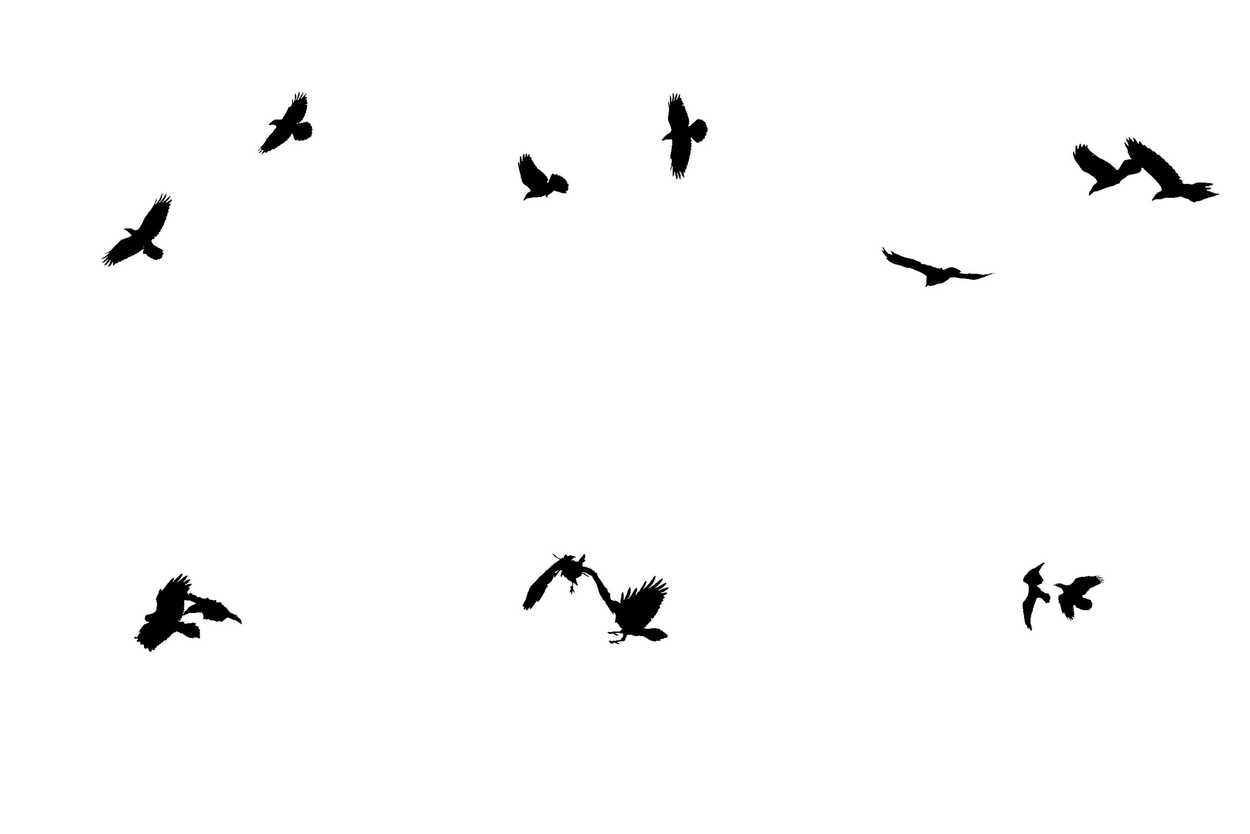 A montage of 13 ravens flying, black and white