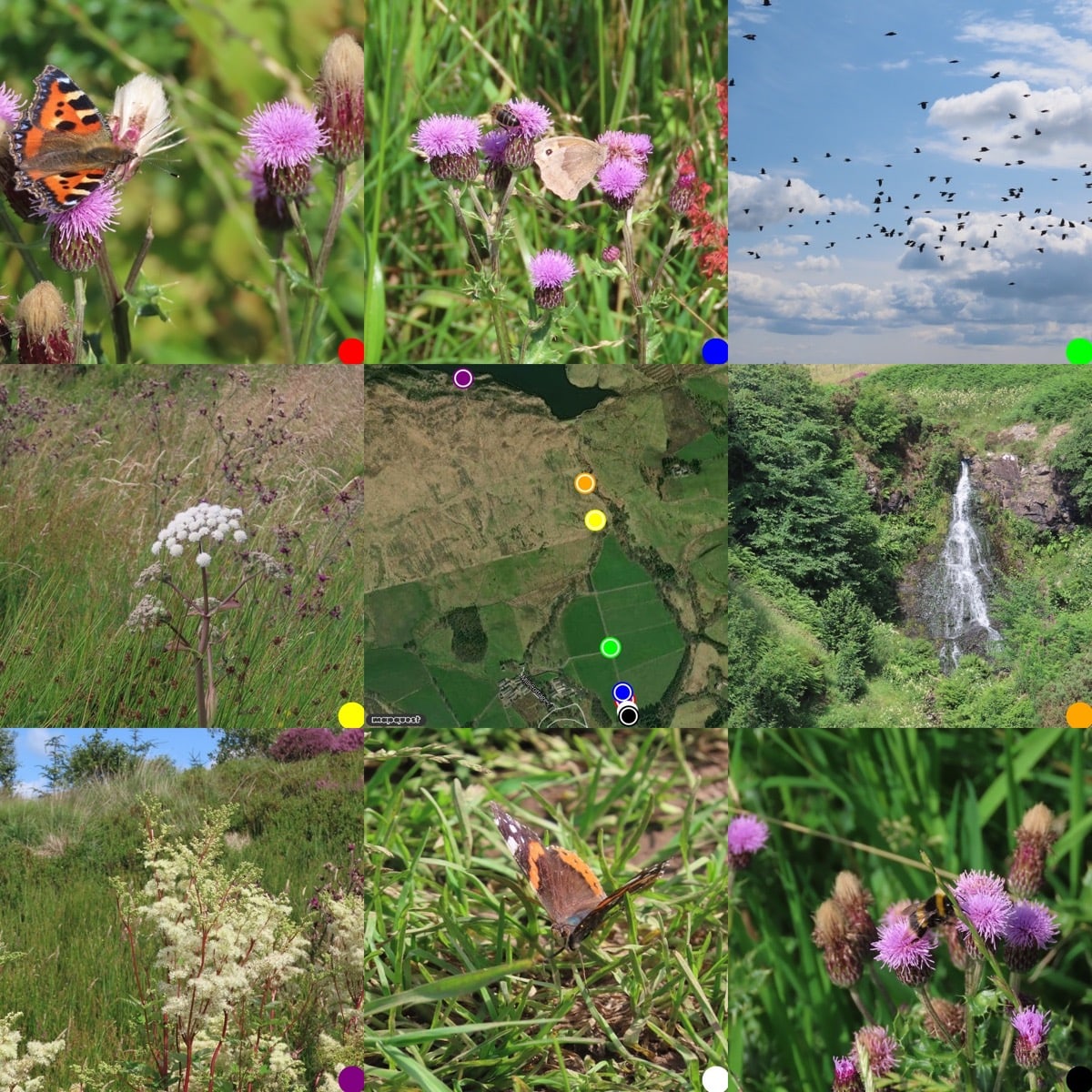 Grid of pictures, the center one a map of where the othere were taken. From Top Left: Tortoise Shell butterfly; Meadow Brown Butterfly; flock of mixed corvids against a blue sky & cumulous clouds; Angelica Flower; map; Grey Mare's Tail waterfall; Meadowsweet flower; Red Admiral Butterfly; Bee on thistle.