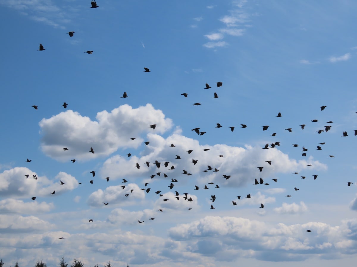 A flock of mixed corvids, jackdaws, crows & rooks fly by. The sky is blue with cumulous clouds
