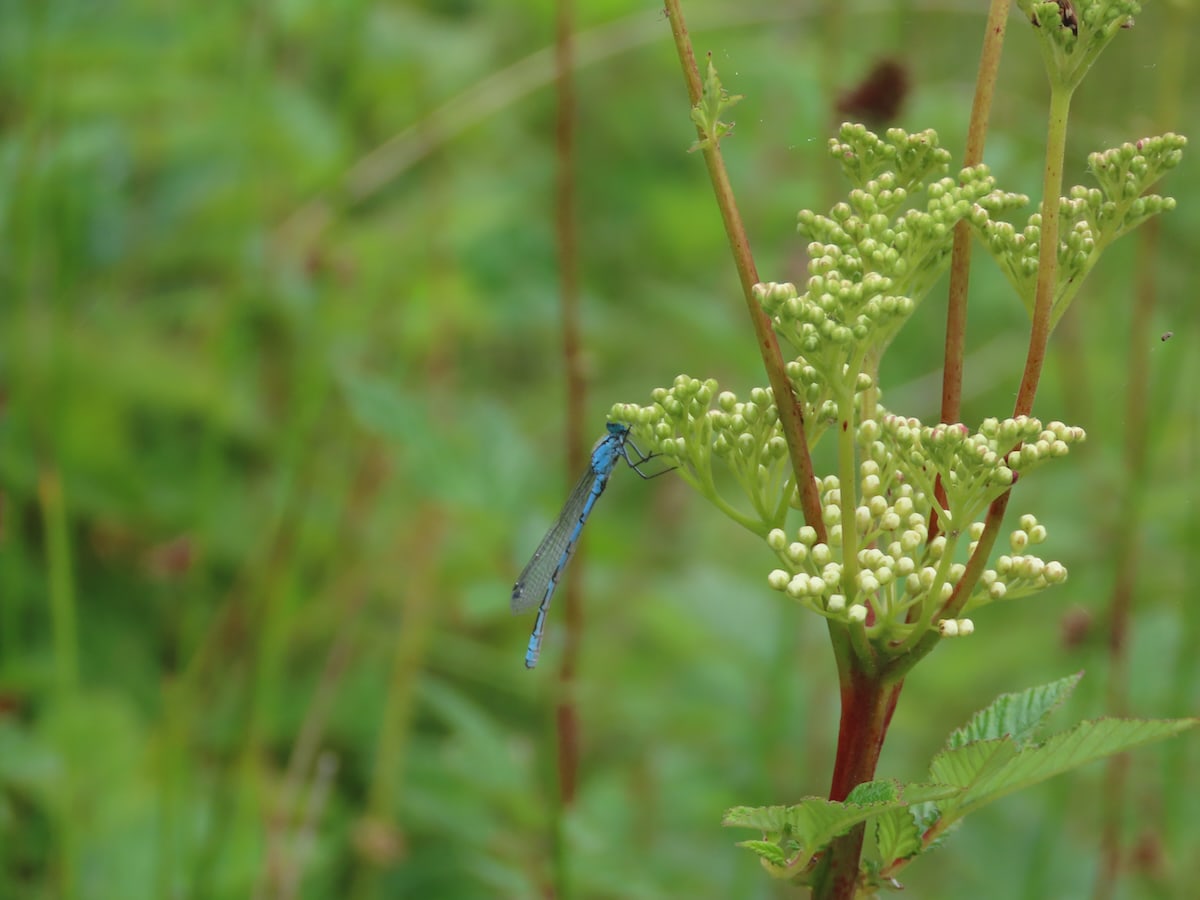 A common blue damselfly hangs from meadowsweet flower. The flowers are not fully out. Background out of focus, greenery. 