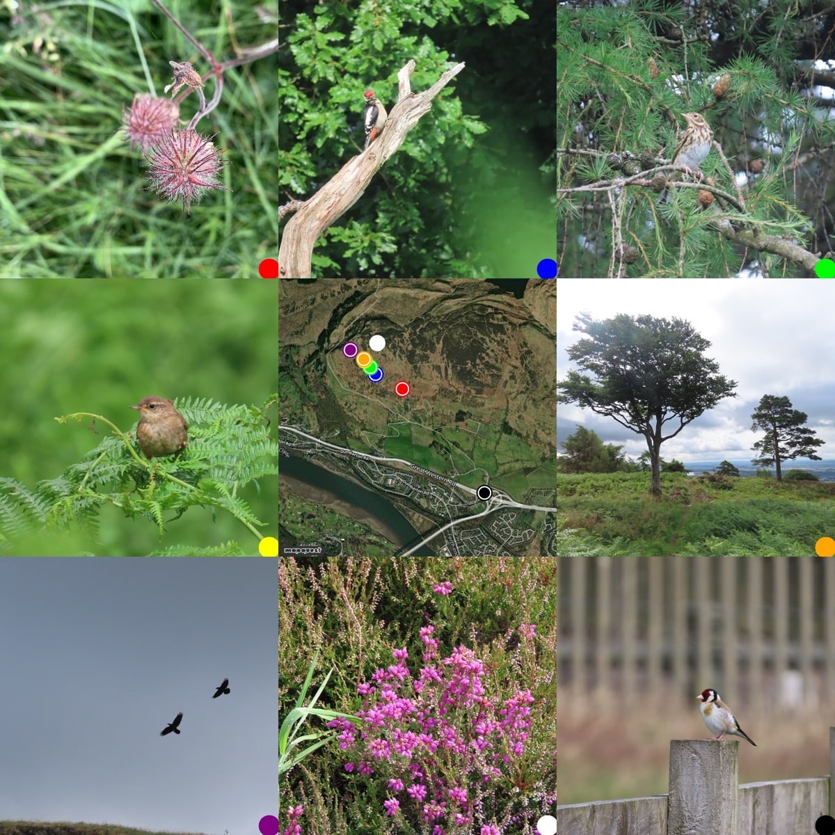 3x3 grid of pictures, from Top Left: Water Avens; Greater spotted Woodpecker; Meadow pipet in larch branches; wren; map of where the photos were taken; 2 trees on horizon looking over Glasgow, Beach & Scots Pine; 2 ravens silhouetted on a greyish sky; Bell Heather; A Goldfinch on a fence post 