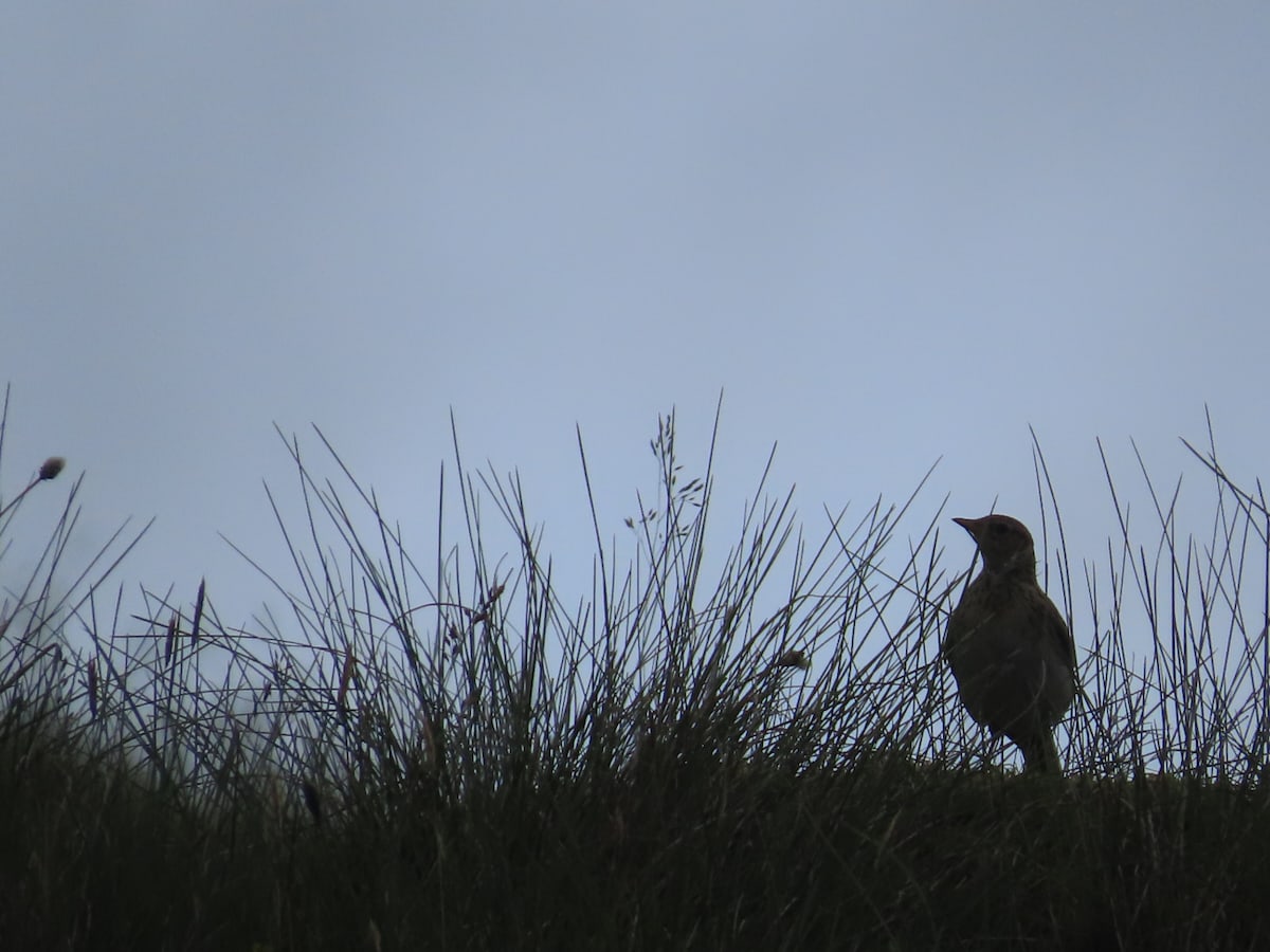 Against a grey sky the silhouette of grass and reeds. A meadow pipet stands near the right end.  