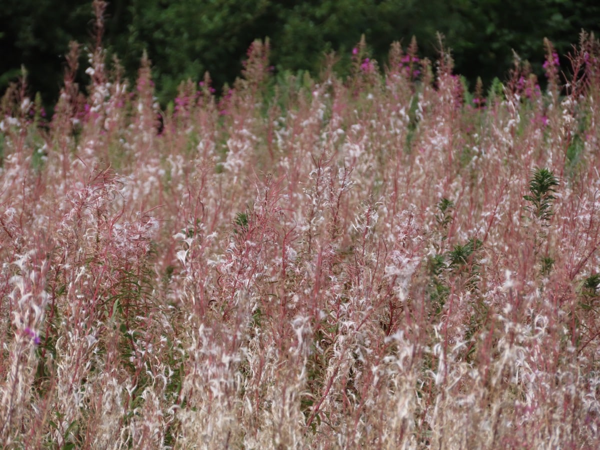 Rosebay willow herb in seed fills the image