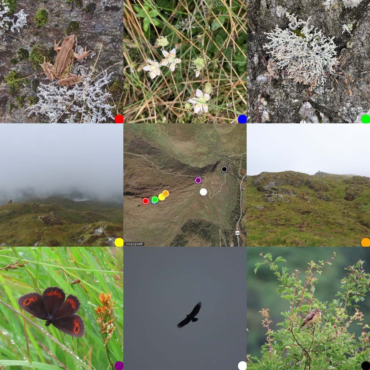 3x3 grid of pictures, photos round a map of where they were taken. From Top left: Frog; Starry Saxifrage; litchen; low clouds; map; christine decending Troisgeach; Scotch Argus Butterfly. Eagle; stonechat in bush.