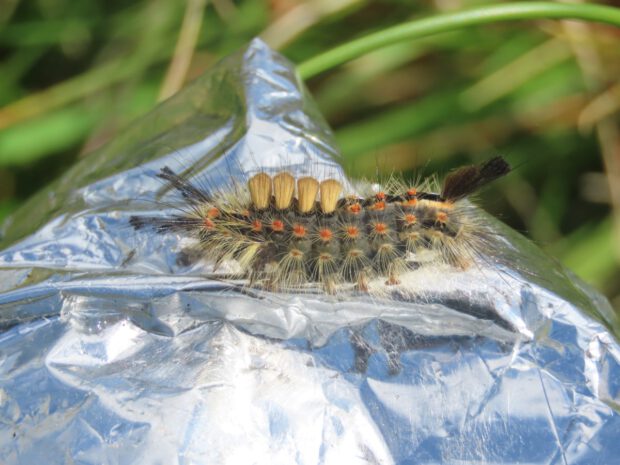 A Vapourer Moth Caterpillar crawling on an old birthday ballon