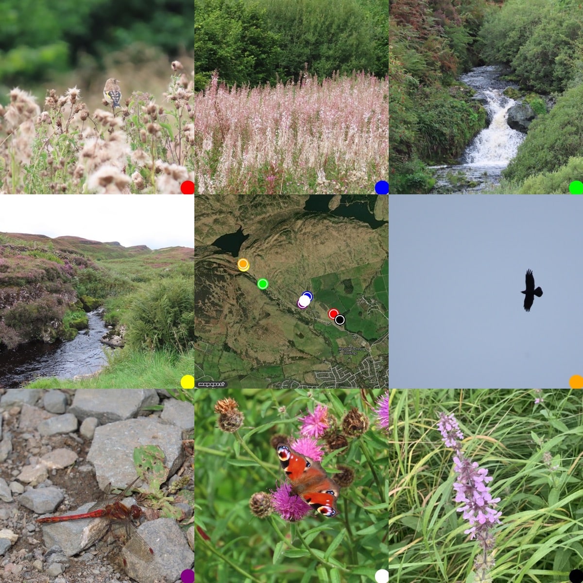 Grid of images 3x3 from topleft: young goldfinch on thistle seed heads; rosebay willowherb in seed; Loch Humphrey Burn small waterfall; Loch Humphrey burn; map with locations of where photos were taken; raven in sky;Common darter on path; Peacock butterfly on knapweed; marsh woundwort