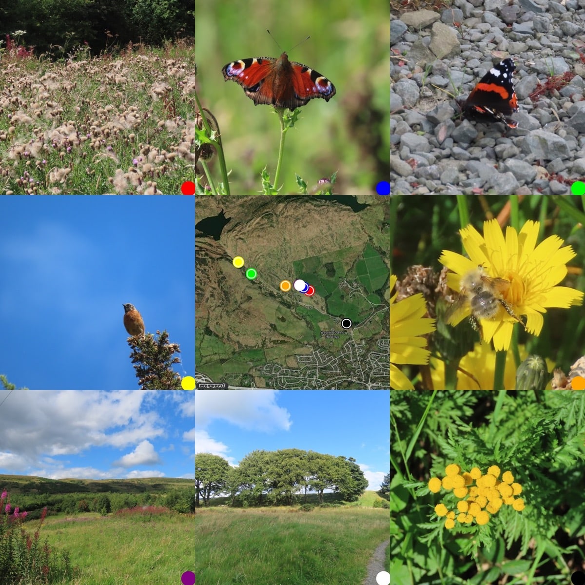 Grid of 3x3 images, 8 photos around a map showing where they were taken. from top left: Thistle down; peacock butterfly; red admiral butterfly; stonechat on gorse against a blue sky; map; honey bee on hawkweed; view, sky with cumulus clouds, trees, and grass; mature line of trees; tansy flower