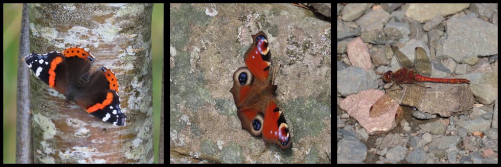 triptych of three insect pictures, Red Admiral, Peacock and Common darter