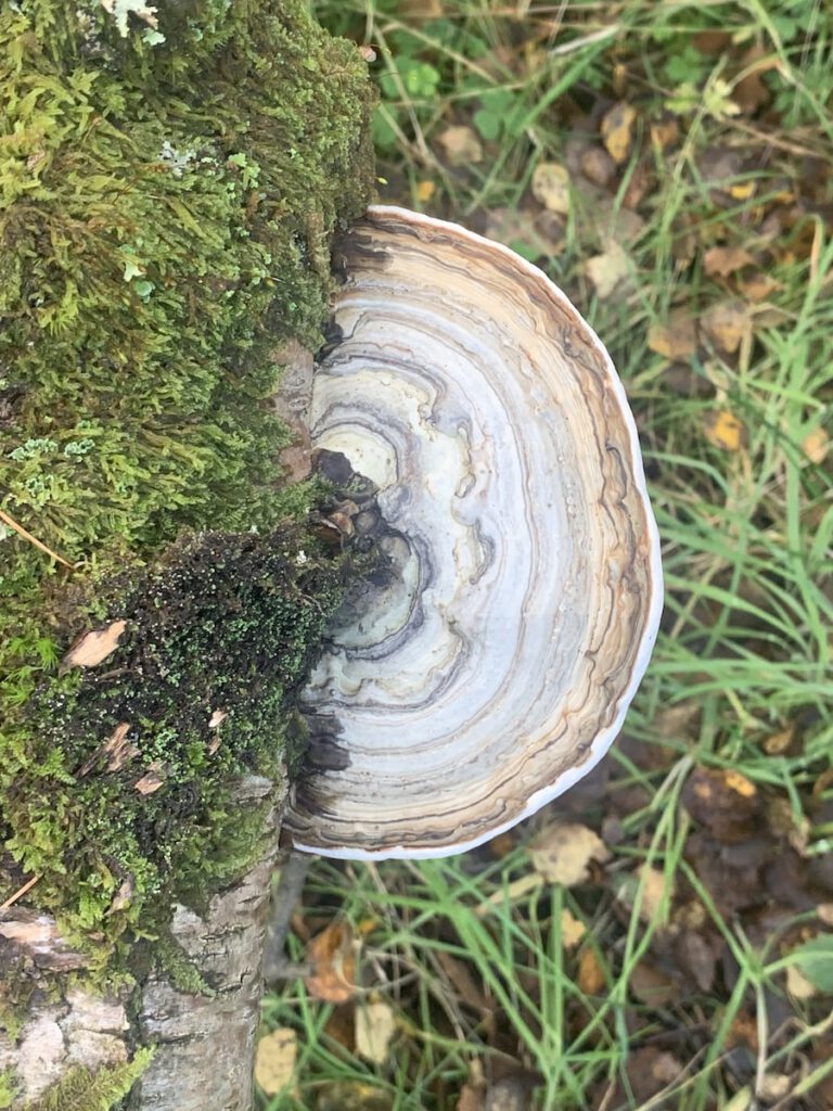 Bracket Fungi on mossy branch