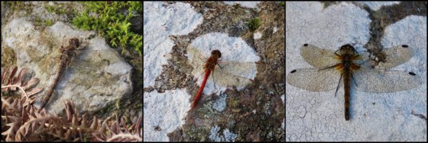 montage of 3 dragonflies