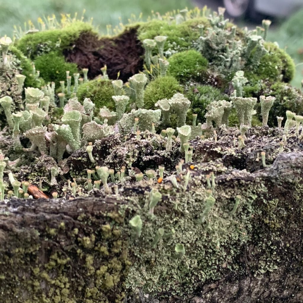 pixie cup lichen and moss on a old post