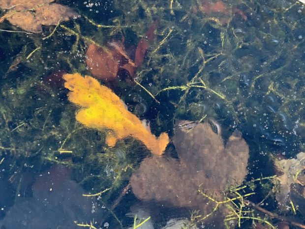 A bright yellow leaf, possible oak, is supended in ice along with other duller leaves and pond weed.