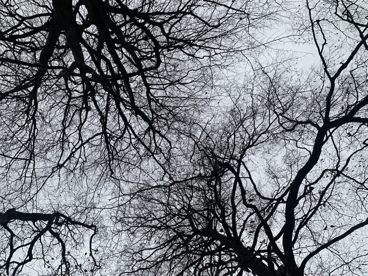 Beech Trees from Below. Bare brances a grey sky.