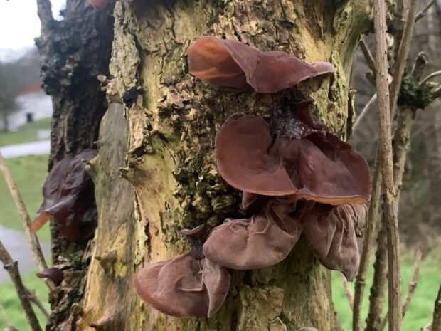 Jelly Ear fungi on dead looking elderberry trunk.