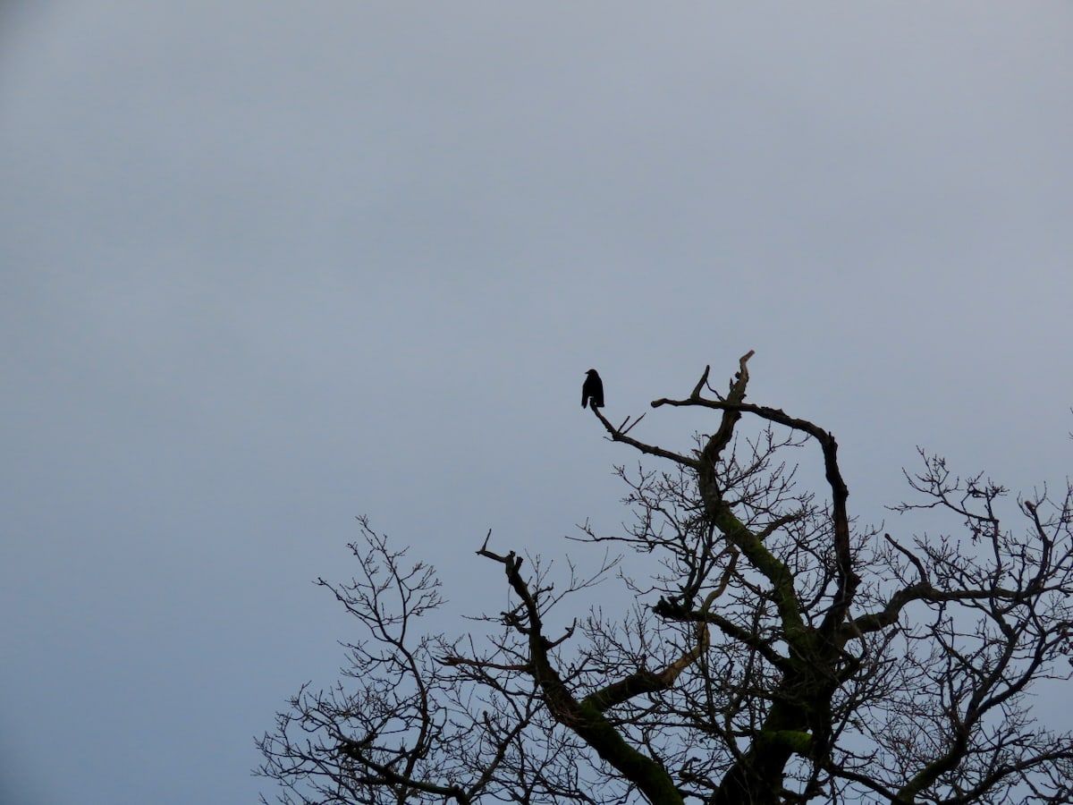 crow in a bare tree. Dull blue/grey sky behind