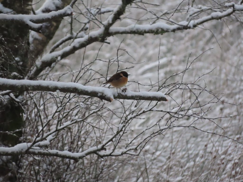 Stonechat sitting on snowy branch. more snowy branches in background.