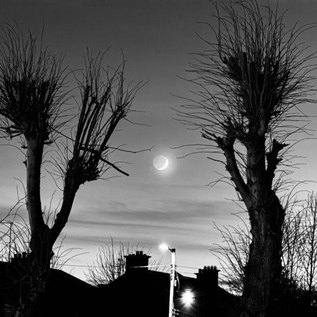 Black and white photo of the new moon between to pollarded trees