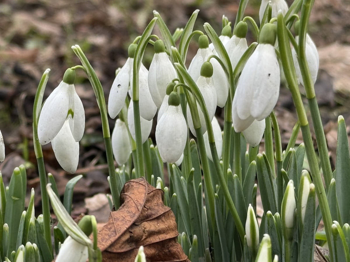 close up of some snowdrops