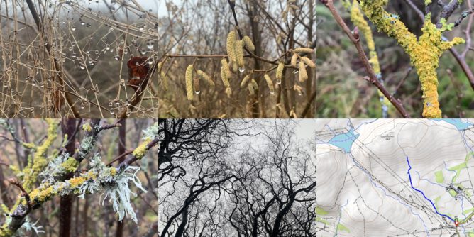 montage of 5 photos and a map from top left: raindrops on grass stalks, hazel catkins, yellow lichen, lichen grey & yellow, beech trees from below, bare of leaves. Map with walk in read.