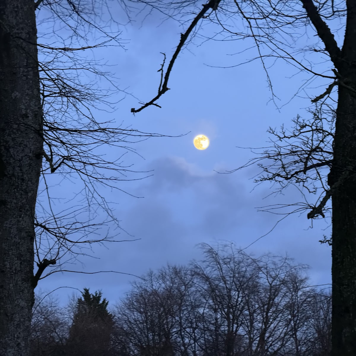 A full moon between to trees. 