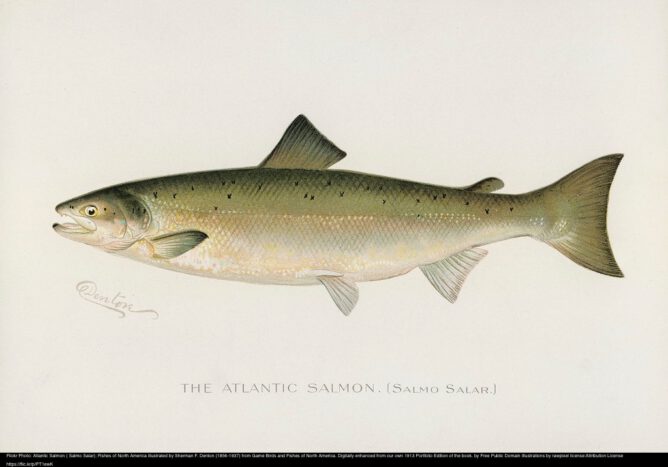 Illustration of Atlantic salmon