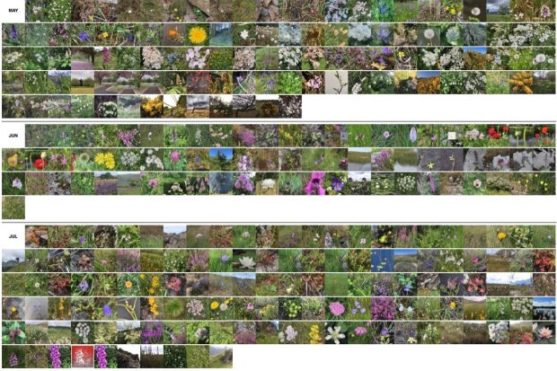 A screenshot of Flickr thumbnails ordered by month, flora for May, June & July.