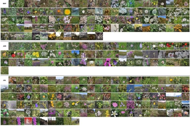 A screenshot of Flickr thumbnails ordered by month, flora for May, June & July.