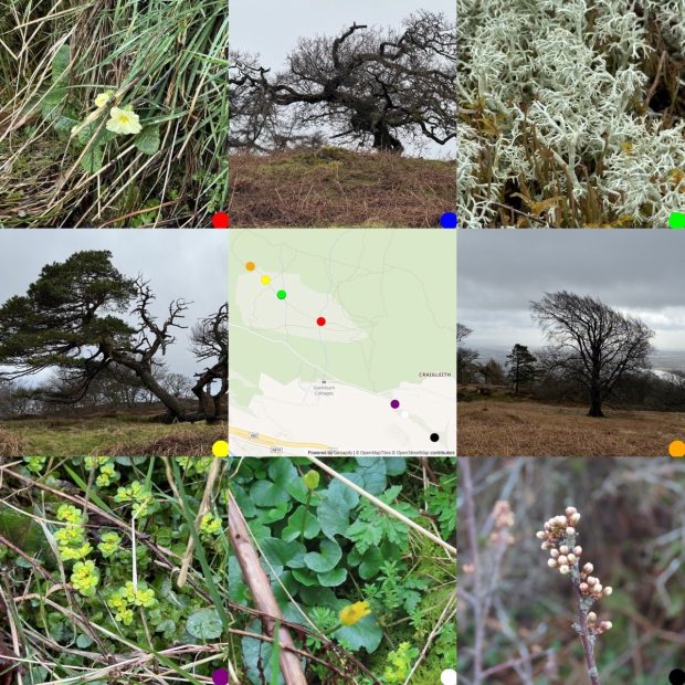 3x3 grid of images: Primrose, bare tree with twisted branches; lichen, scots pine, map showing where photo was taken.; bare beech tree, branches flowing in wind, golden saxifrage, lesser Celandine, blackthorn buds
