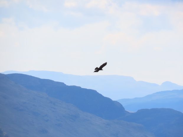 a silhouette of an eagle, light blue sky, hills shade for blue