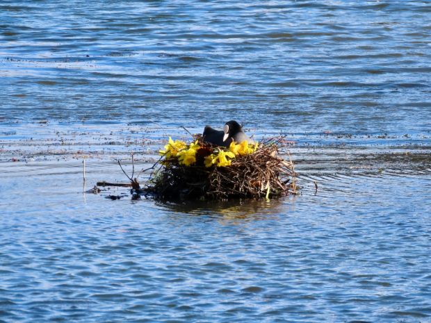 A coot on its nest, the coot has arranged a row of daffodils around the top of its nest.