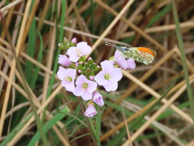 Orange Tip Butterfly on cuckoo flower