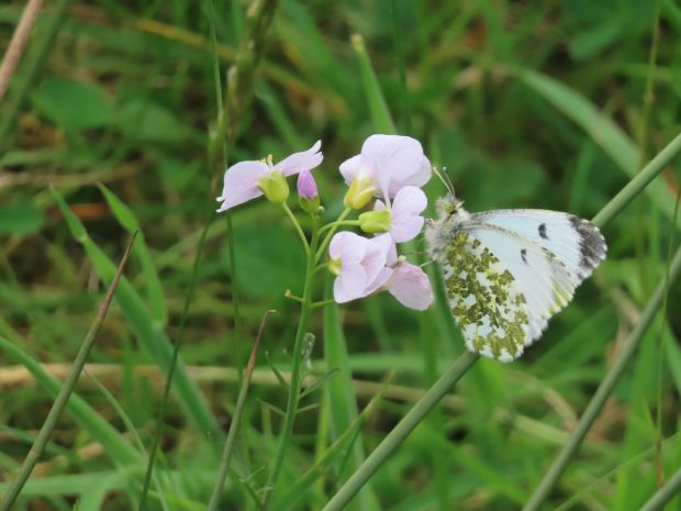 Female orange-tip butterfly on pink cuckooflower blooms.