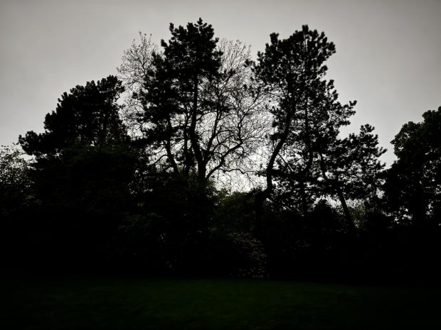 Scots Pines in the dark