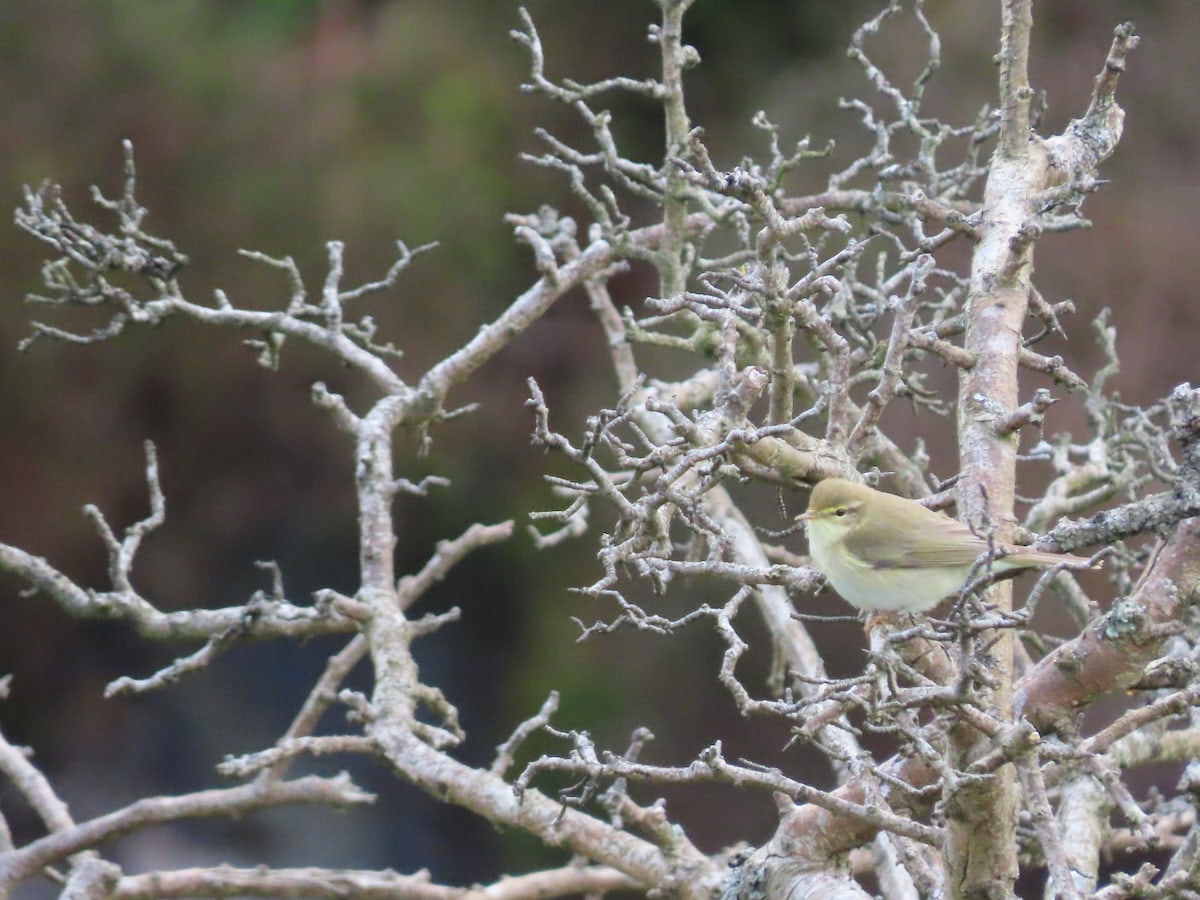 Willow Warbler in leafless branches