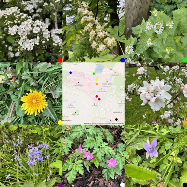 grid of 3 x 3 images. 8 photos round a map of where they were taken. Hawthorn Blossom, Chestnut candle, Garlic Mustard. Dandelion, map, Apple Blossom Bluebells, herb Robert, Dog Violet