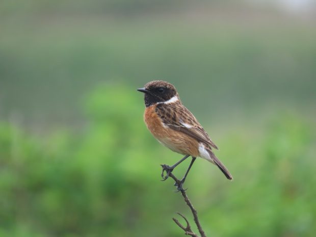 A Stonechat bird perched on a thin twig, with a green blurred background suggesting a natural habitat.