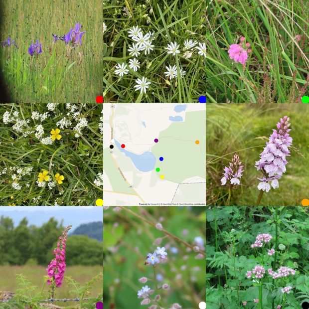 3x3 grid of pictures, 8 flowers round a picture of the map where they were taken. From Top Left: Iris; Starwort; Cross-leaved heath; Heath Bedstraw & Tormentil; the map; Heath Spotted-Orchid; Foxglove; Forget Me Not; Valerian