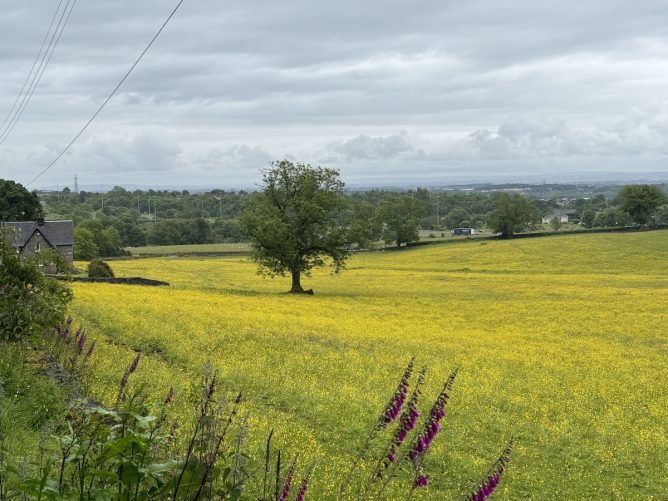 Ash tree is a field of buttercups