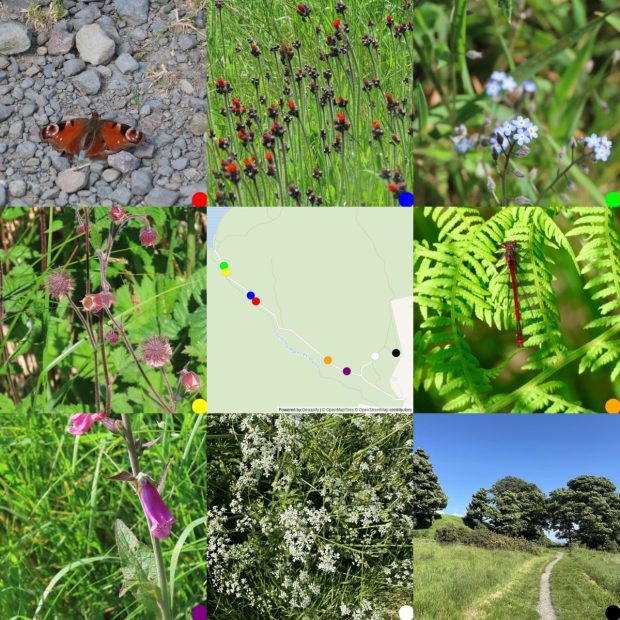 Grid of photos 3x3 with the map of where they were taken in the centre. From Top Left: peacock butterfly, fox and cubs, forget me nots, Water Avens, map of where photos were taken, Large Red Damselfly, cow parsley, path towards trees.