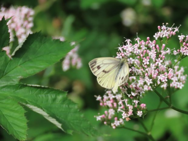 Green-Veined White butterfly on blossoming pink valerian flowers.