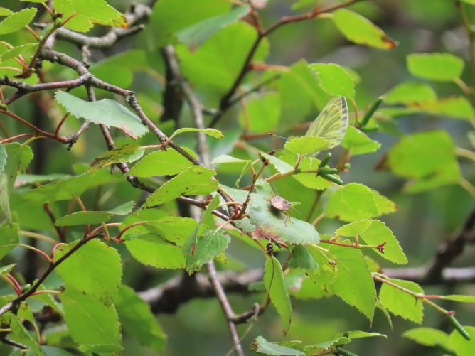 Close-up of birch leaves with a Green-veined White butterfly and a shield bug.