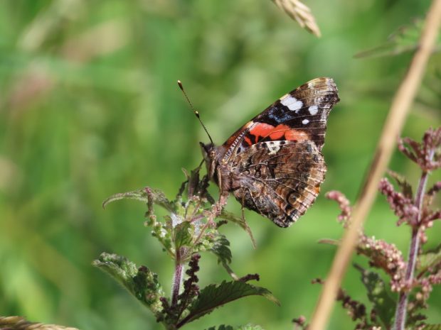 Red Admiral butterfly wings closed on plant.