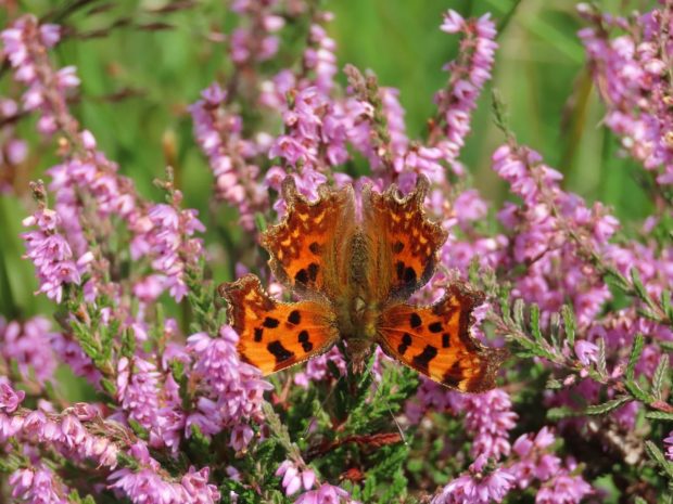 Comma Butterfly upside down on Ling (common heather) flowers.