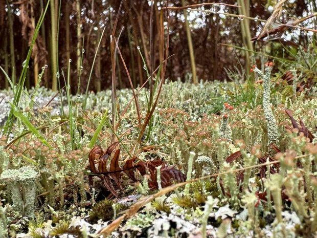 Close-up of forest floor with lichen, moss, grass blades, and dried leaves.