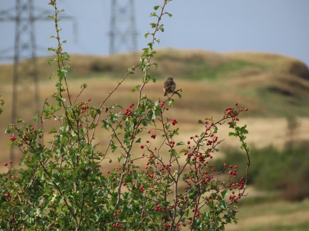 Stonechat bird perched on a hawthorn bush with red berries, set against a backdrop of hills and distant electrical pylons.