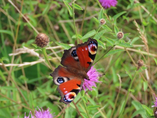 Peacock Butterfly Feeding on knapweed