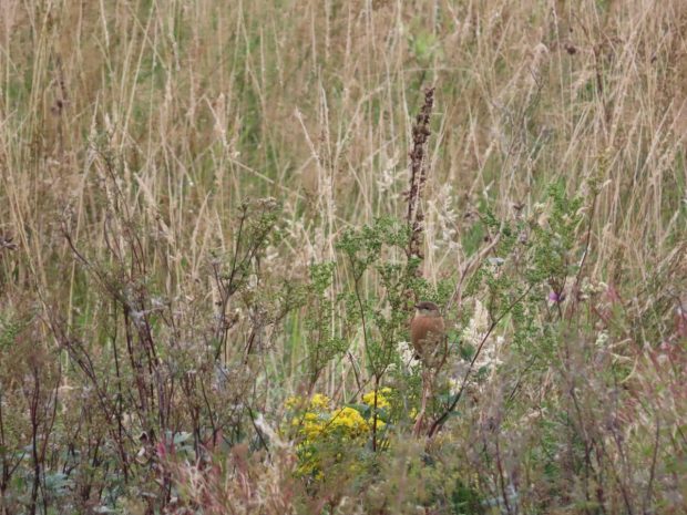 A stonechat bird perched among tall grasses and wildflowers